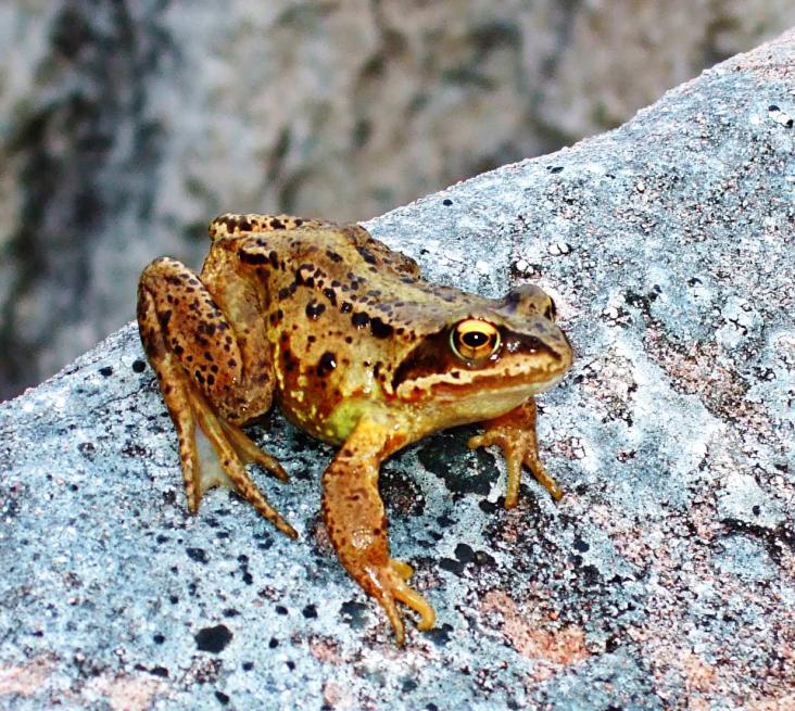 20070702-134320.jpg - Frog on a rock