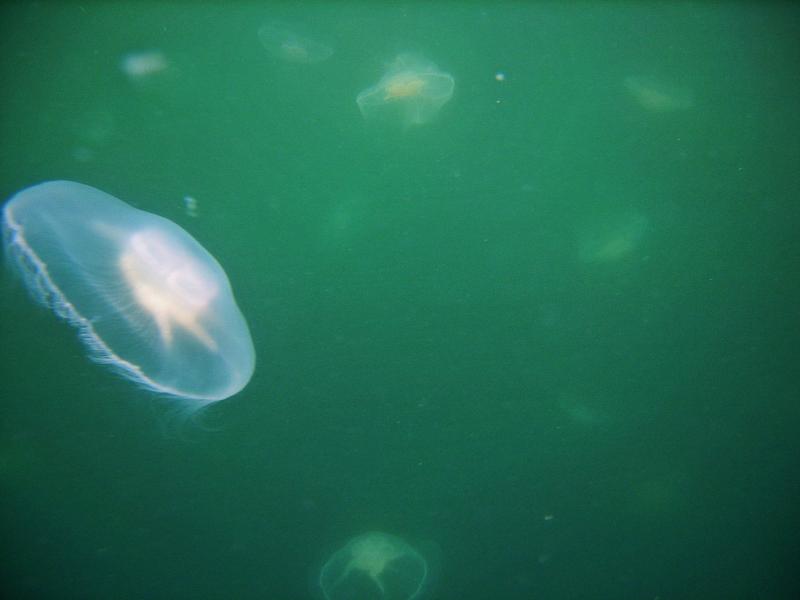 20070706-150746.jpg - Jellyfish