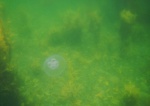 A jellyfish amongst the seaweed