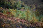 Naturally-regenerating birch woodland