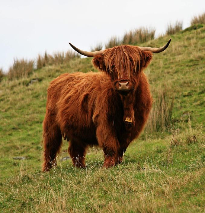 20071104-140858.jpg - Highland cow