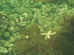 Starfish on the sea-bed near Stromeferry