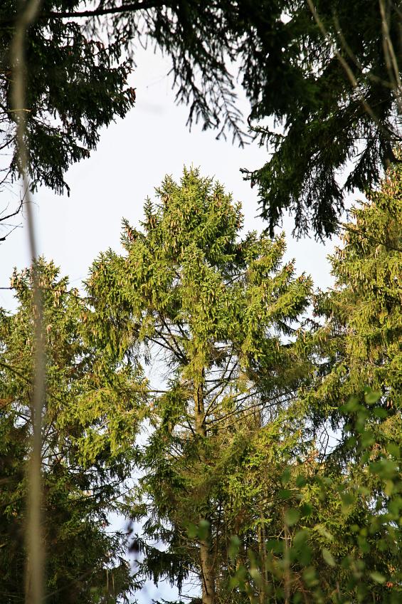 20071201-134320.jpg - Fir cones on conifers