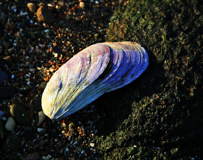20080103-120924.jpg - Mussel shell