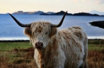 Cow and loch