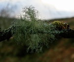 Fluffy moss