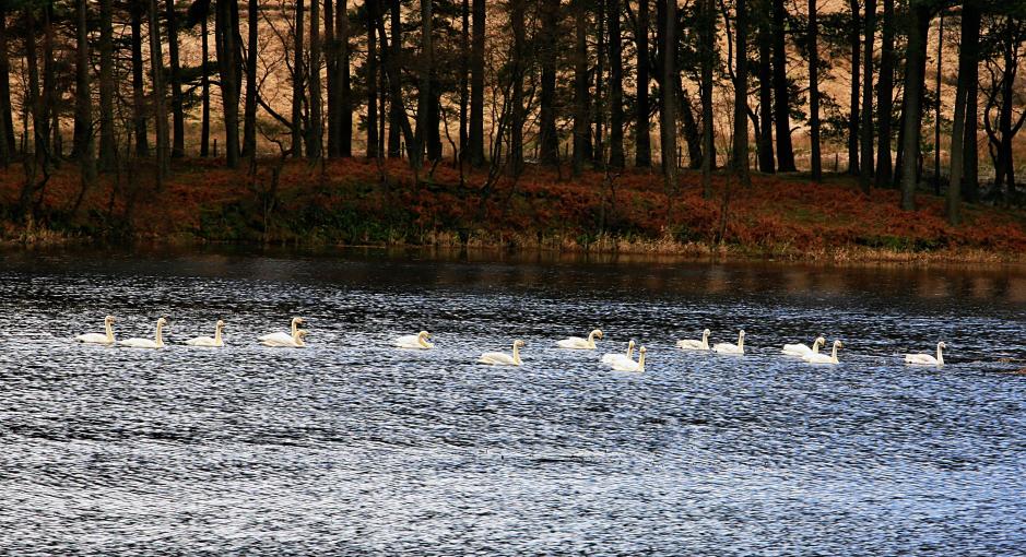 20080127-151606.jpg - More swans