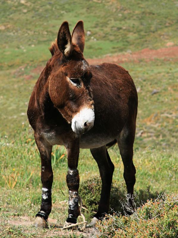 20080413-102214.jpg - Donkey