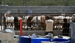 Goats at milking time