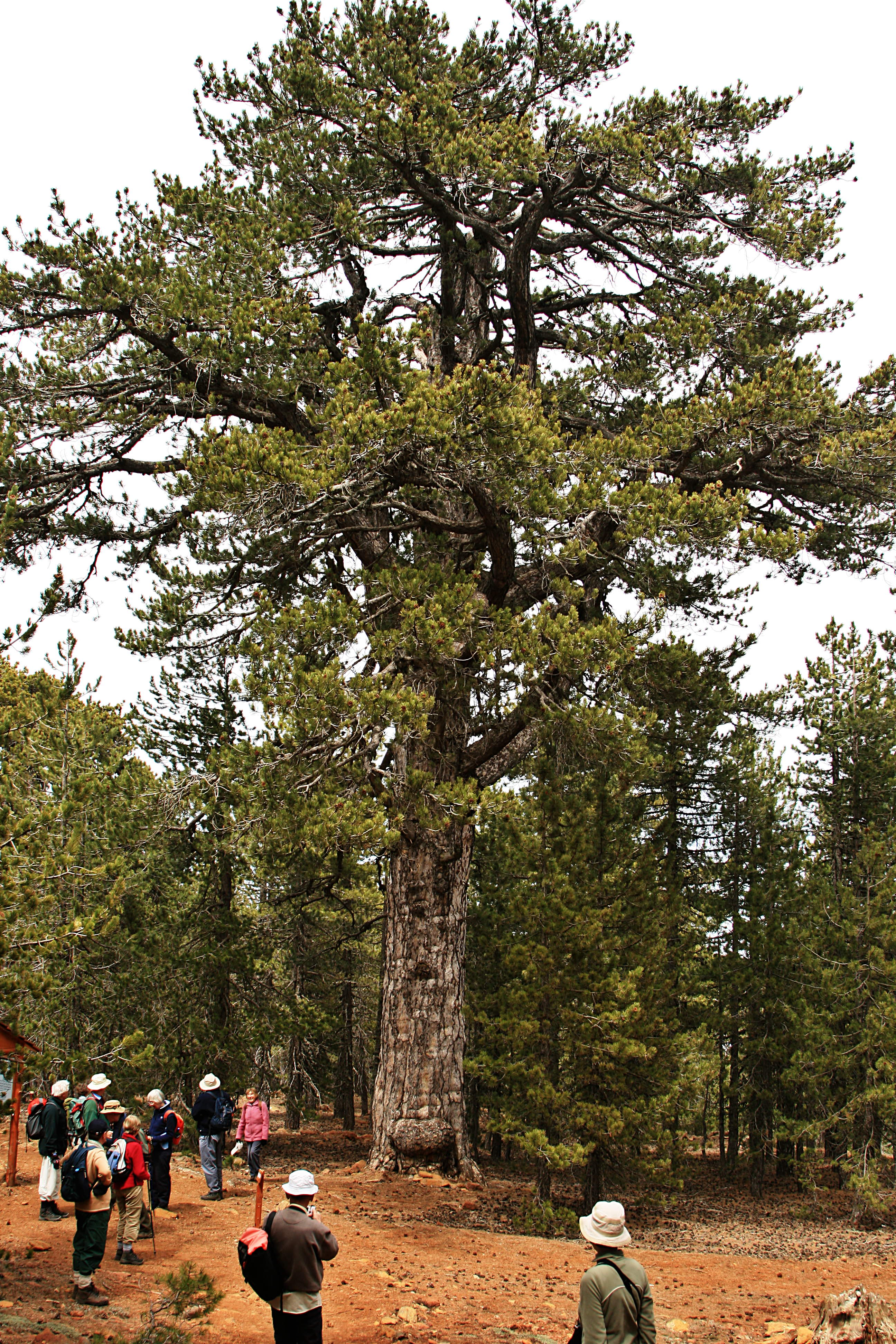 500-year-old-pine-tree