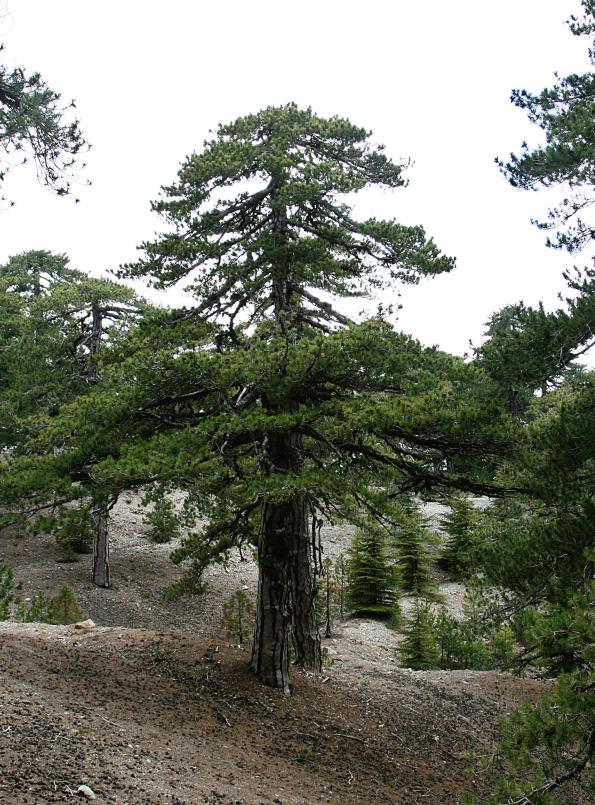 20080407-122650.jpg - Black Pine (pinus negra)