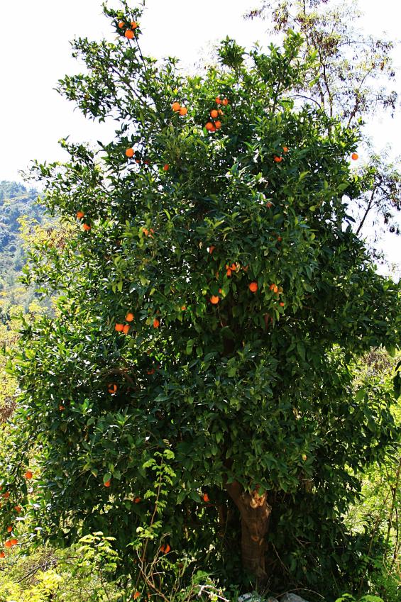 20080411-110750.jpg - Orange tree