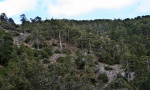 Pine forest on Mount Olympos