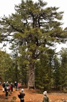 500-year-old pine tree