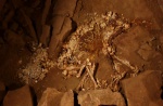 Prehistoric dog skeleton