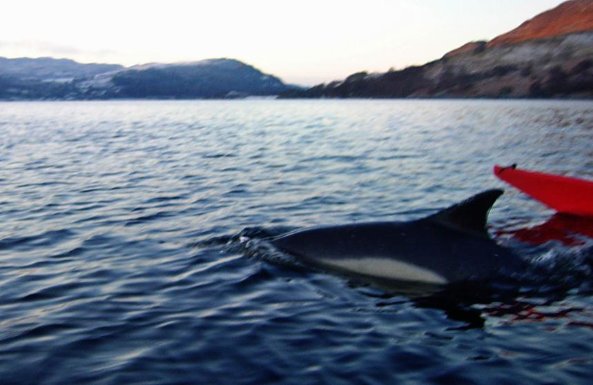20081230-094308.jpg - Morning dolphin