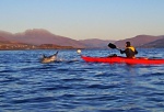 Dolphin and kayaker