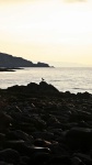 Seabird silhouette
