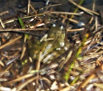 Fred the frog
