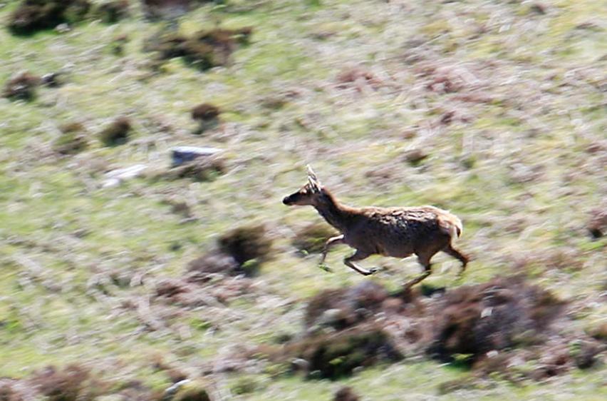 20090519-163328.jpg - Running deer