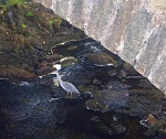 I spotted this heron sheltering from a shower under the bridge