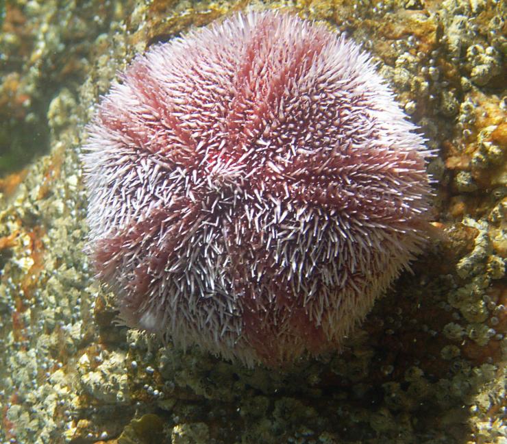 20090626-131713.jpg - Sea urchin