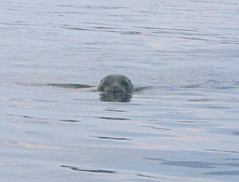 20090626-153915.jpg - Seal