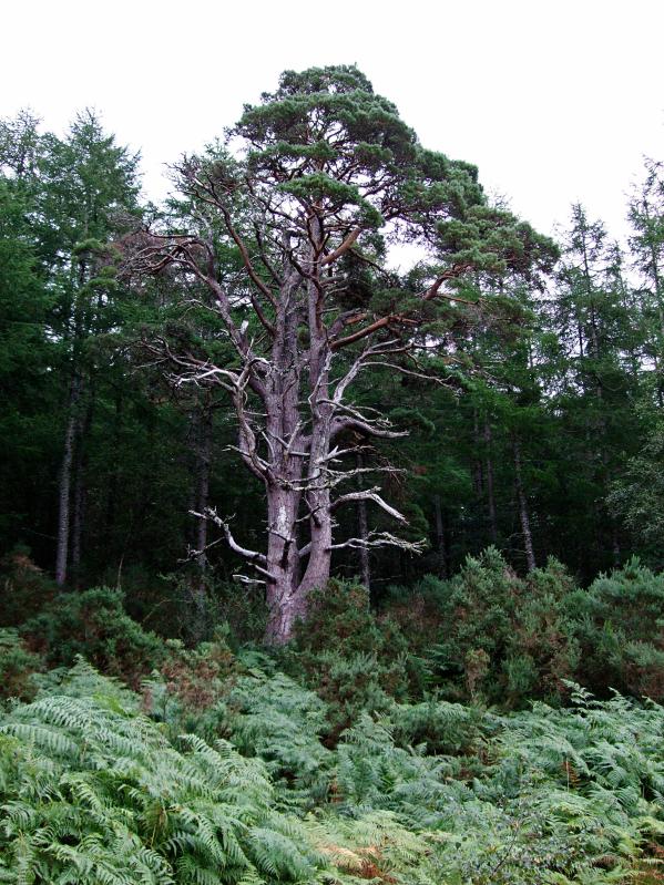 20090902-173110.jpg - Pine tree