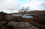 Solitary tree above Loch Lundie