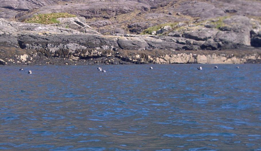 20100512-122315.jpg - A flotilla of seals watches us