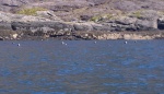 A flotilla of seals watches us