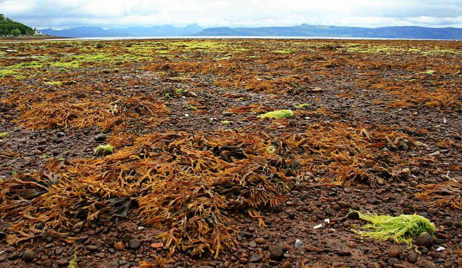 20100611-132900.jpg - Seaweed on Applecross beach