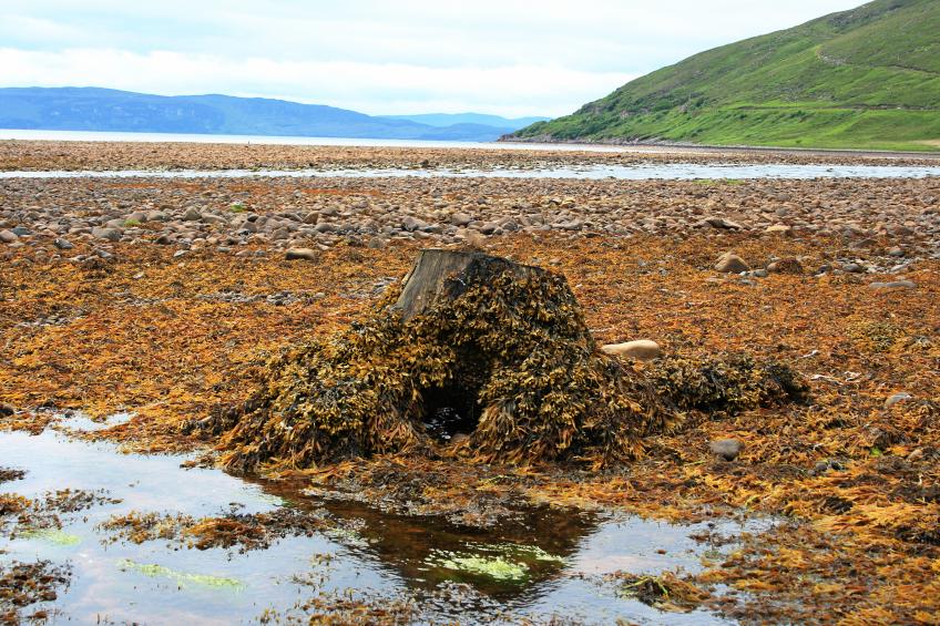 20100611-133444.jpg - Seaweed stump