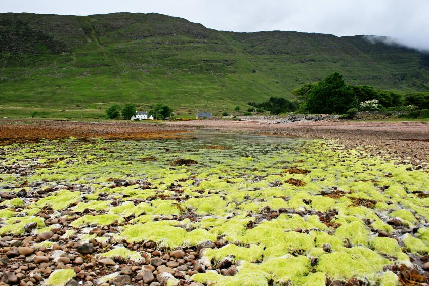 20100611-133724.jpg - Seaweed in Applecross Bay