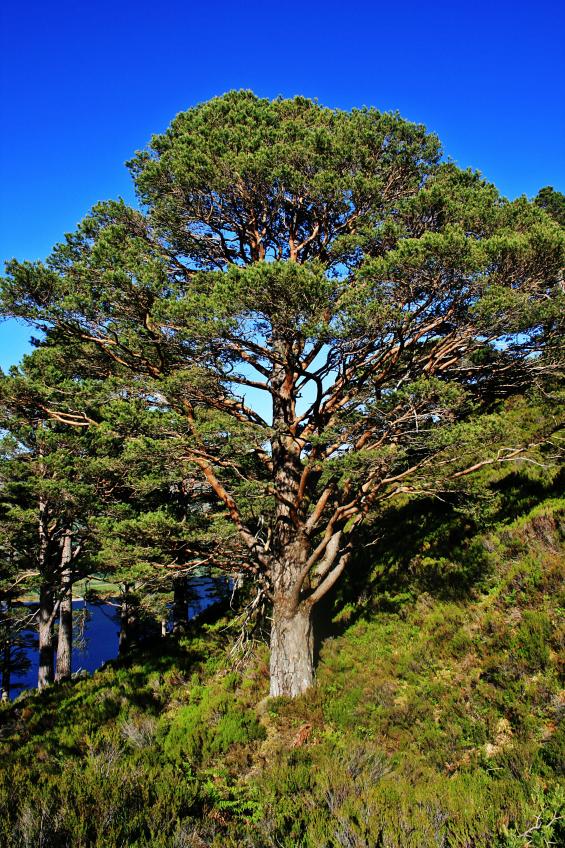 20100614-173222.jpg - Pine tree