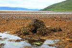 Seaweed stump