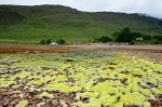 Seaweed in Applecross Bay