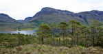 Loch Maree pinewoods