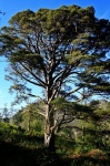 Another lovely pine tree