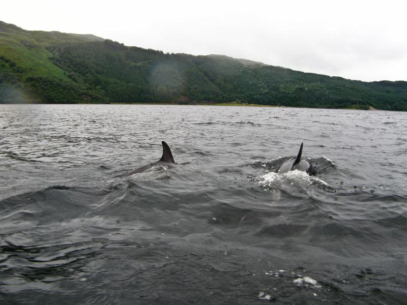 20100724-170729.jpg - Two dolphins