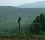 Perched eagle