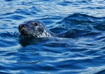 Seal on the surface