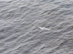 A seal in the water
