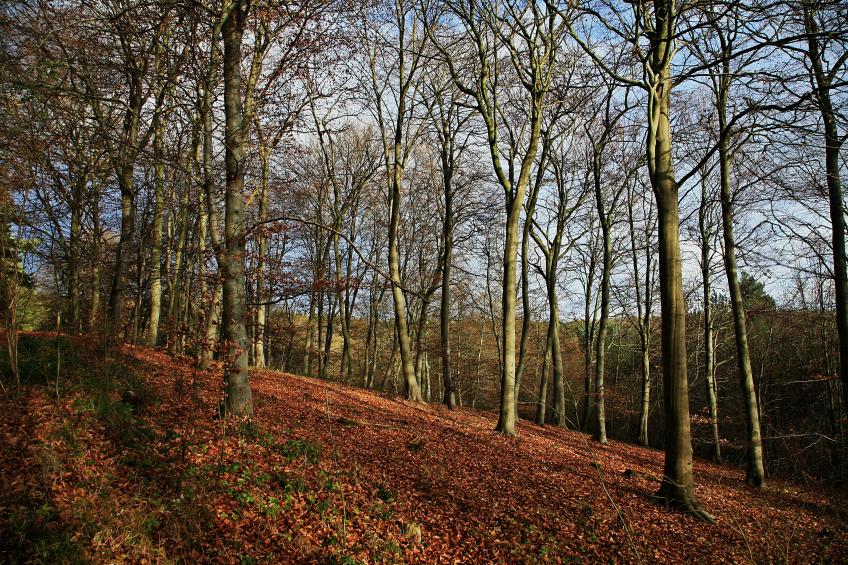 20071201-133628.jpg - Beech trees