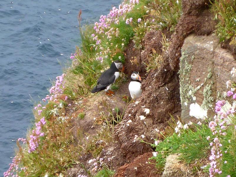 20180612-145304.jpg - Puffins