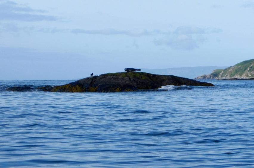 20260802-074209.jpg - Oystercatcher and seal on a rock