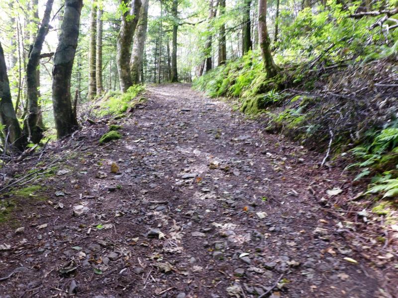 20260802-122347.jpg - Track through the woods