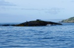 Oystercatcher and seal on a rock