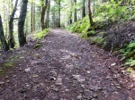 Track through the woods